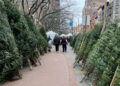 What New Yorkers Need to Know About Christmas Tree Recycling This Year