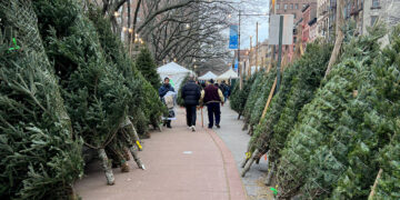 What New Yorkers Need to Know About Christmas Tree Recycling This Year