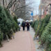 What New Yorkers Need to Know About Christmas Tree Recycling This Year