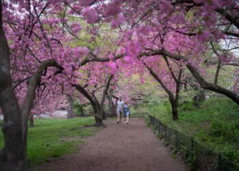 Ultimate Guide to NYC